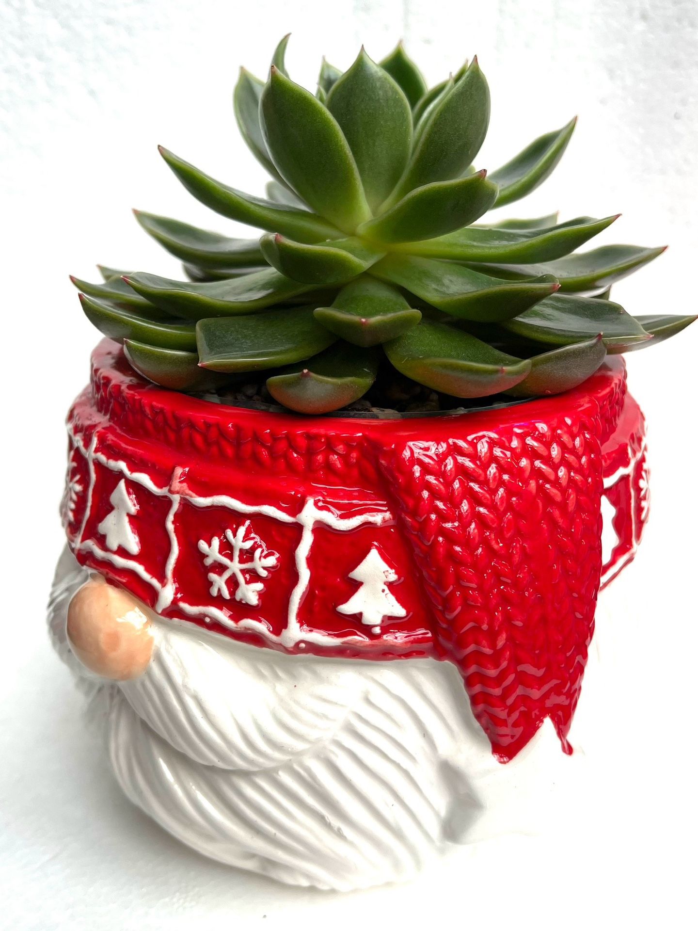 🎄🎁 Succulent Echeveria Lipstick House Plant In Cute Textured Ceramic Pot 4'5" H.