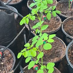 MORINGA PLANTS — $5 SMALL / $10 LARGE