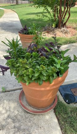 Large pot and flower plant