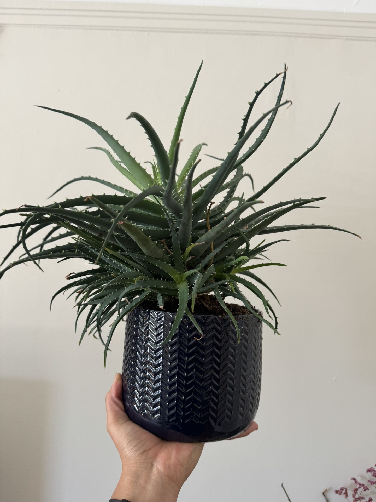 Aloe Plant W/pot
