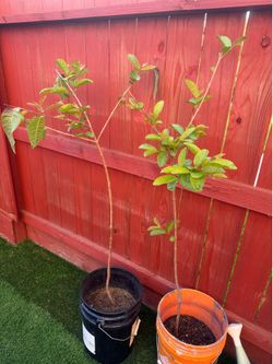 Guava plant 5 Ft tall