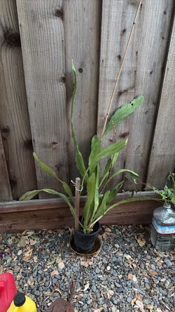 Dragon Fruit Cactus Plant in Pot
