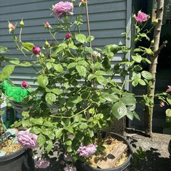 Large Fragrant lavender Rose 
