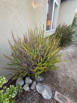 Plants