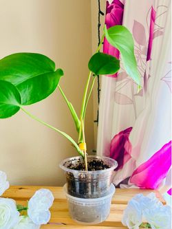 Monstera in 5inch pot