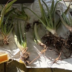 FREE Aloe Vera Pups - Escondido