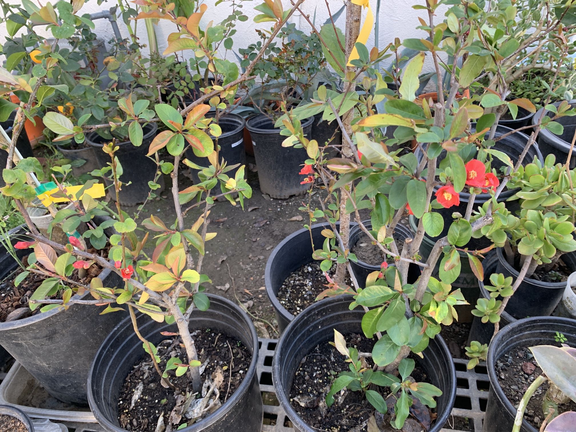 Red Flower Quince Bush Shrub Tree in 5 Gallon Pot Live Plant $30 each Cash only Pick up in North San Jose, By appointment only Location: located