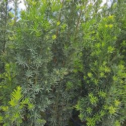 podocarpus Over 7 to 8 feet tall Instant  Privacy  Hedge For Fence 