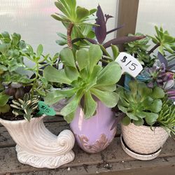 Many Beautiful Succulents 