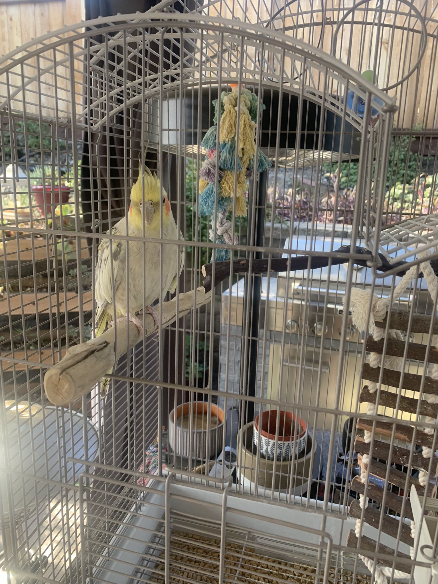 Bird Cage 