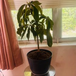 Schefflera Plant Umbrella Tree 2 ft tall