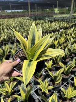 Sansiveria Golden Flame 6”
