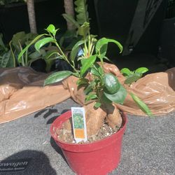 Gensing Ficus Bonsai Tree Plant!! $30!!