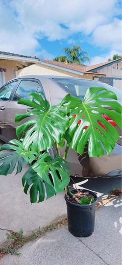 Healthy Monstera Single Tree