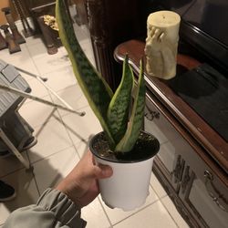 Snake Plant