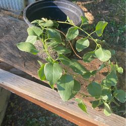 potted plant   I don't know what is the name