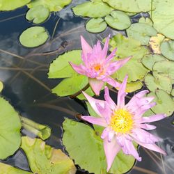 Pink Water Lily Plant For Pond Aquarium Or Fish Tank