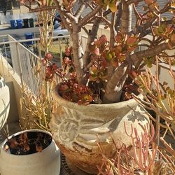 Plants 