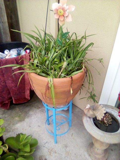 Lg Spider Plant