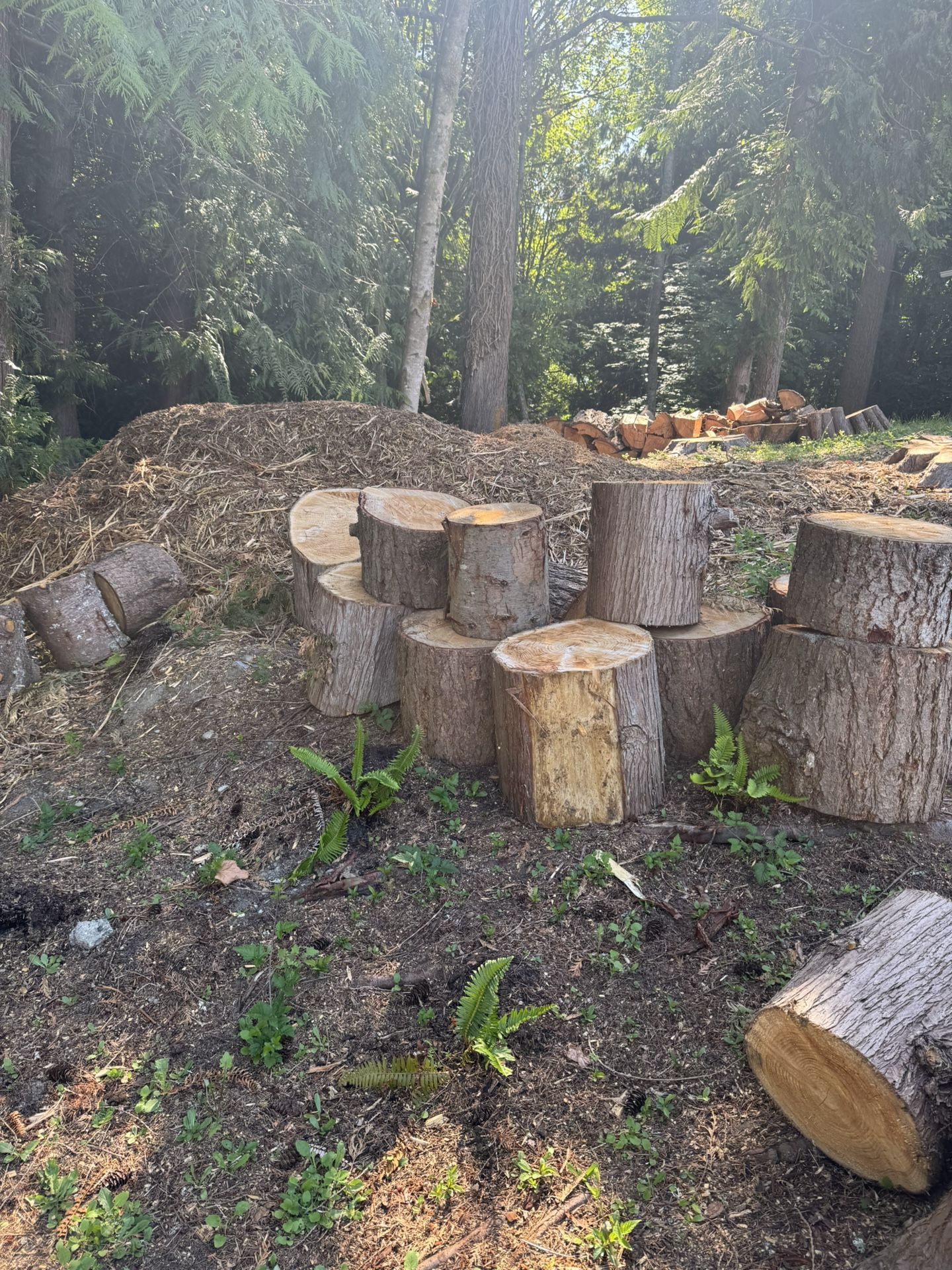 Free Firewood