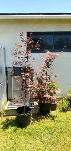 #3  15gal 7 Feet Tall  Japanese maple (Acer palmatum) is a popular deciduous tree known for its elegant form, colorful foliage, and diverse
