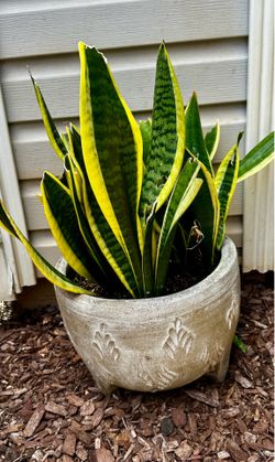 Large concrete planter with snake plant