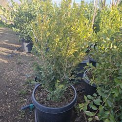 Boxwood