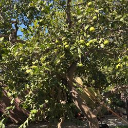 Limones Mexicanos , O Key Limes Bien Jugosos 