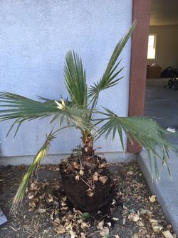 Palm