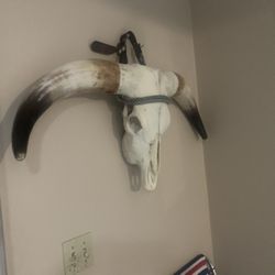 Bull Horns Head 