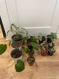 Plants 🪴