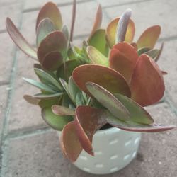 Homegrown Red Green paddle Plant Succulents In White Ceramic Pot 