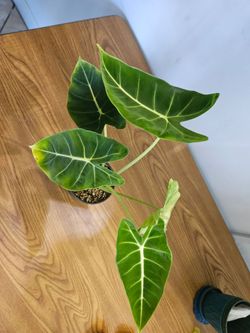 Alocasia frydek