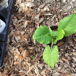 Elephant Ear Plant 