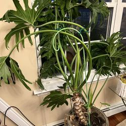 Indoor Real Big House Plant