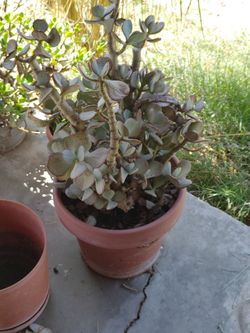 Jade plant