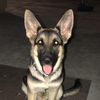 Louie