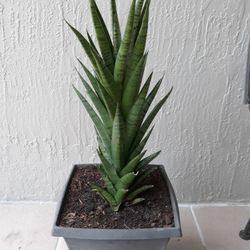 Sansevieria Hybrid or Francissi
Plant