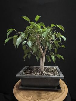 Bonsai