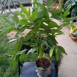 Plant Árbol De Almendra