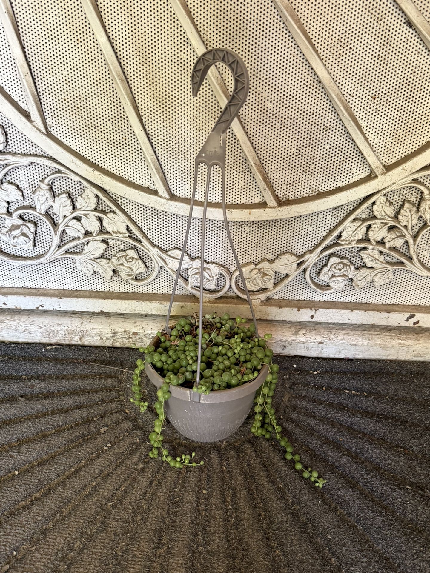 Hanging Plant Flower