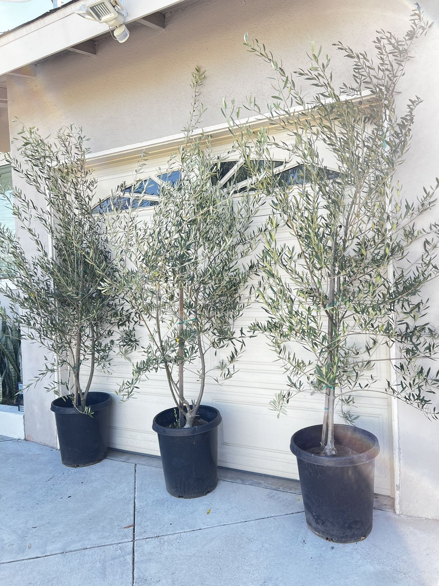 Fruitless olive trees 8ft Landscape Plants Ferns succulents palms grass pots