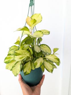 Hoya Australis Lisa Plant 6" Pot - Indoor House Plants