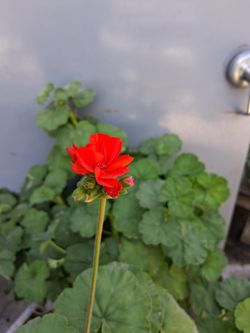 Giant Red Geranium