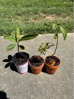 Loquat, peach and avocado tree