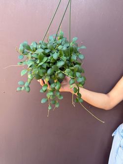 6” Hoya Heuschkeliana