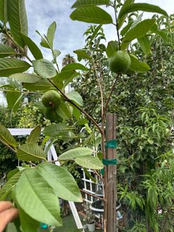 Árbol de guayaba blanca ￼