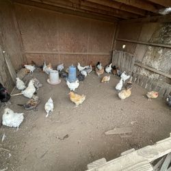 Comederos  Para Gallinas 
