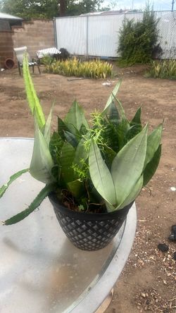 Lengua de suegra