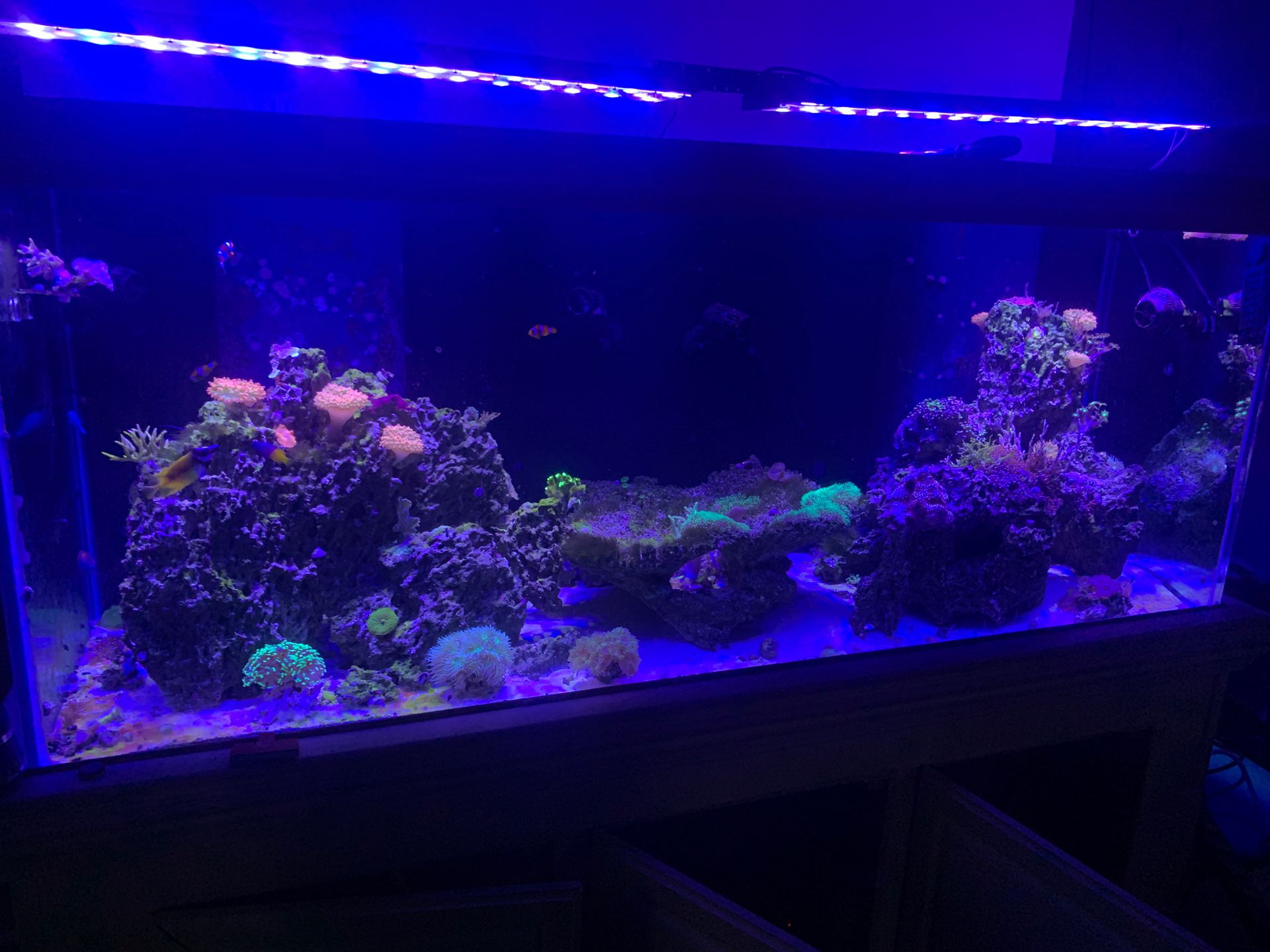 225 gallon saltwater tank and accessories